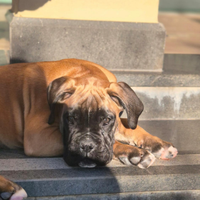Cucciola di boxer