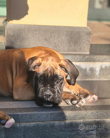 Cucciola di boxer