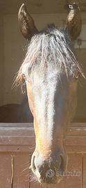 Cavallo PSI purosangue inglese
