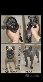 Bulldog Francese