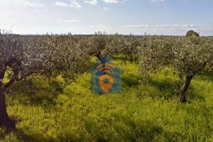 Selinunte Terreno Agricolo Adibito Ad Uliveto
