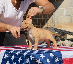 Pitbull UKC F