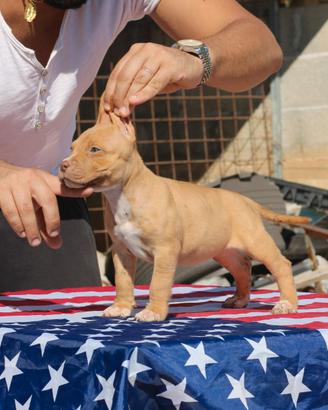 Pitbull UKC F