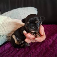 Chihuahua con Pedigree