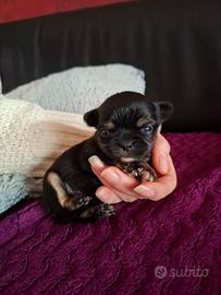 Chihuahua con Pedigree