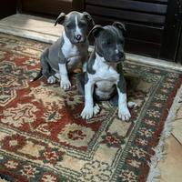 American Staffordshire terrier pedigree