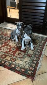 American Staffordshire terrier pedigree