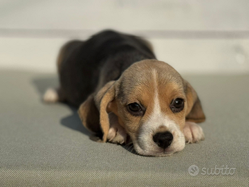 Beagle