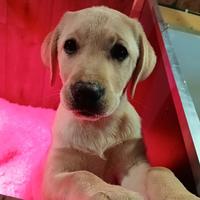 Cucciola Labrador retriever