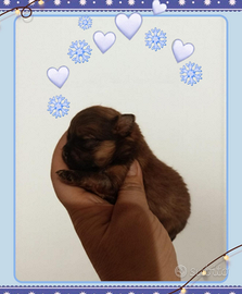 Spitz Pomerania nani