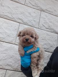 Maltipoo