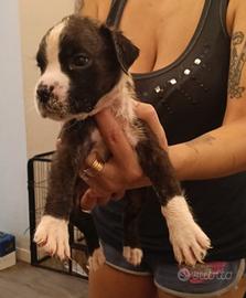 Cucciolo di Boxer