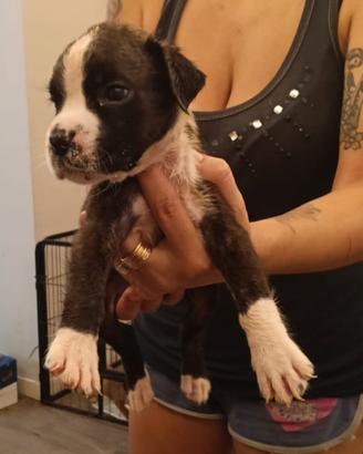 Cucciolo di Boxer