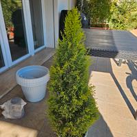 cipresso golden crest