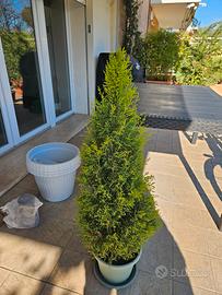 cipresso golden crest