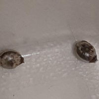 Uova di Extatosoma tiaratum - Insetto foglia secca