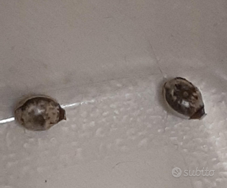 Uova di Extatosoma tiaratum - Insetto foglia secca