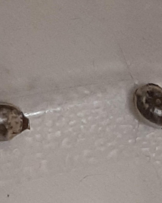 Uova di Extatosoma tiaratum - Insetto foglia secca