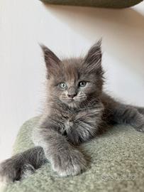 Cuccioli Maine Coon Alta Genealogia