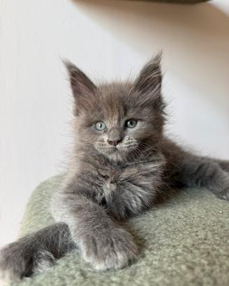 Cuccioli Maine Coon Alta Genealogia