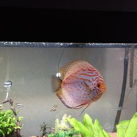 Pesce discus