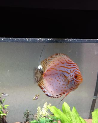 Pesce discus