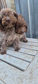 Lagotto romagnolo
