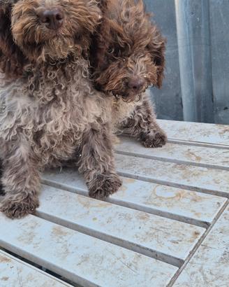 Lagotto romagnolo