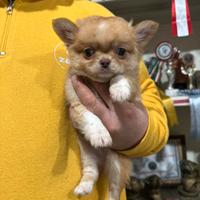Chihuahua a pelo lungo