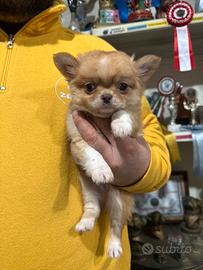 Chihuahua a pelo lungo