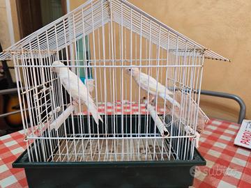 coppia canarini