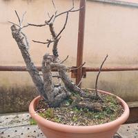 Pre bonsai di fico