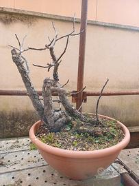 Pre bonsai di fico