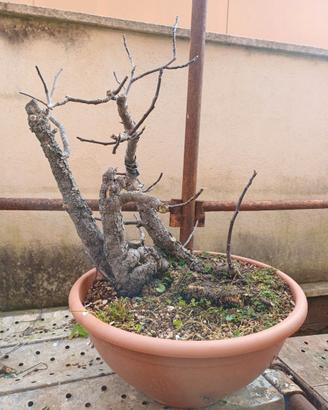 Pre bonsai di fico