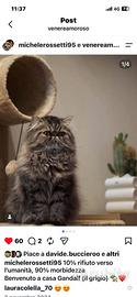 Gatto asiatico originale