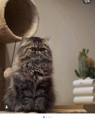 Gatto asiatico originale