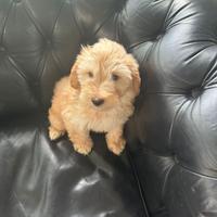 Maltipoo