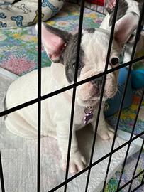 Bulldog francese