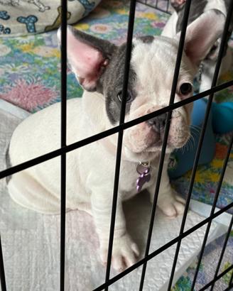 Bulldog francese