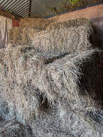 Fieno per pacciamatura