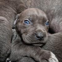 Cuccioli di Cane Corso