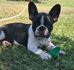 Cucciola Bulldog Francese