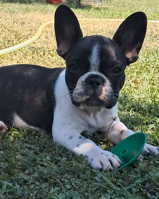 Cucciola Bulldog Francese