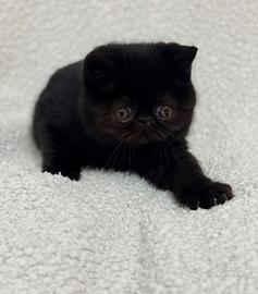 Exotic shorthair