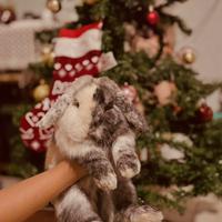 Coniglio Mini Lop