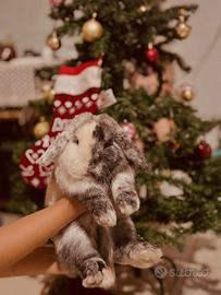 Coniglio Mini Lop