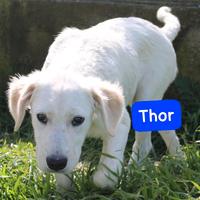 CUCCIOLI 5 MESI taglia media