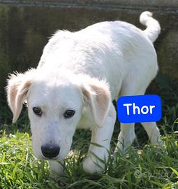 CUCCIOLI 5 MESI taglia media