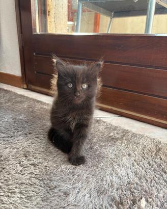 Cuccioli di gatto