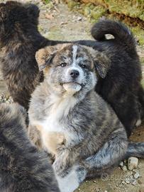 Cucciola tigrata Akita inu
